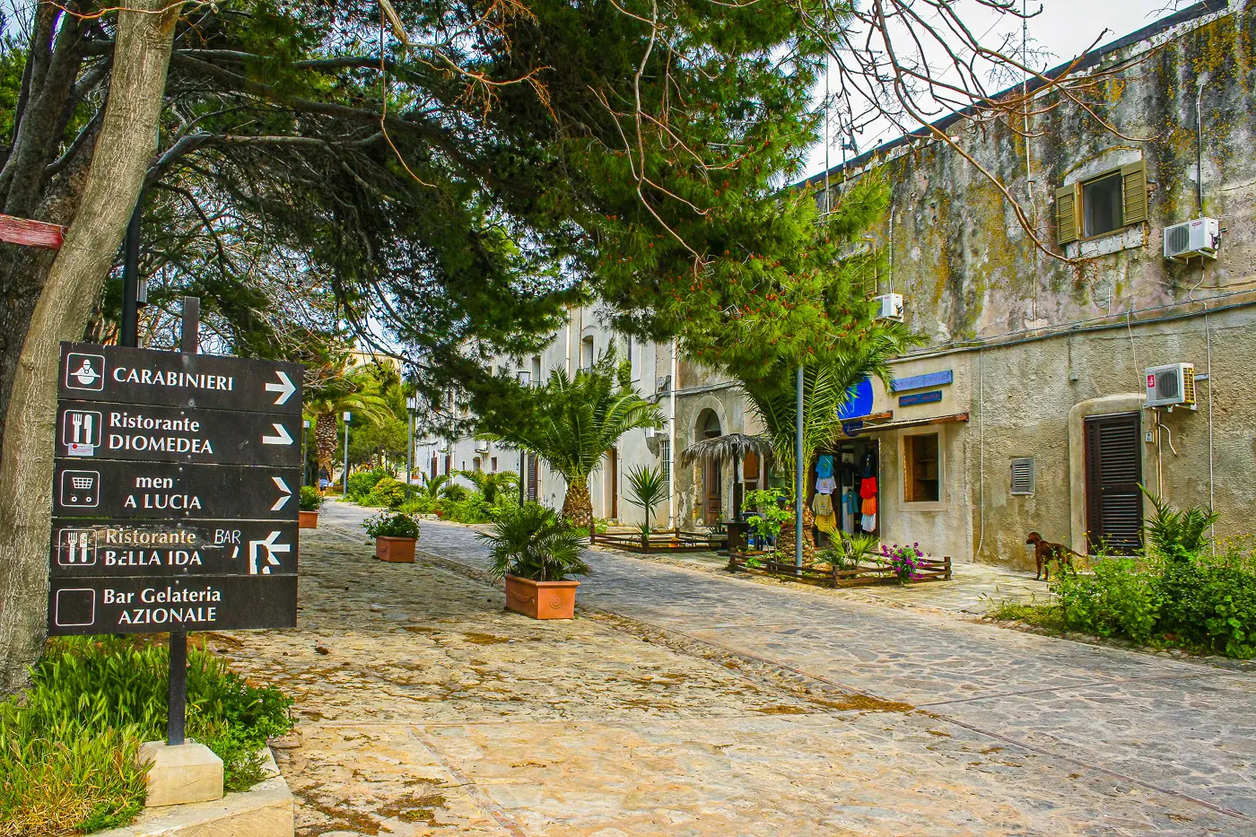 Coste rocciose e pini d'Aleppo a San Domino